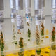 The various specimens of green-alga strain CCCryo 101-99 grew new populations after gliding in low-Earth orbit for 450 days on the outside of the ISS. (Image: Thomas Leya / Fraunhofer IZI-BB)